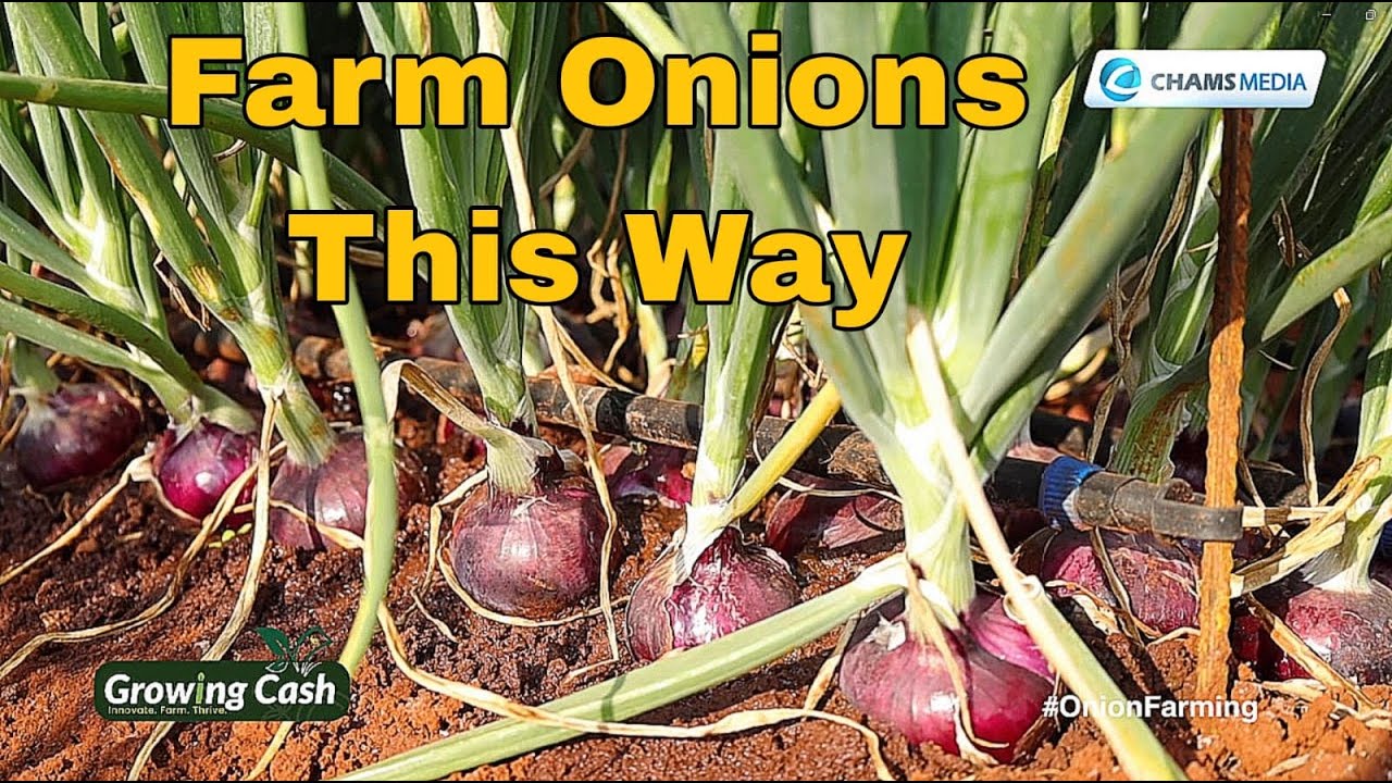 Onion Farming is Sustainable and Profitable. Follow These Tips!