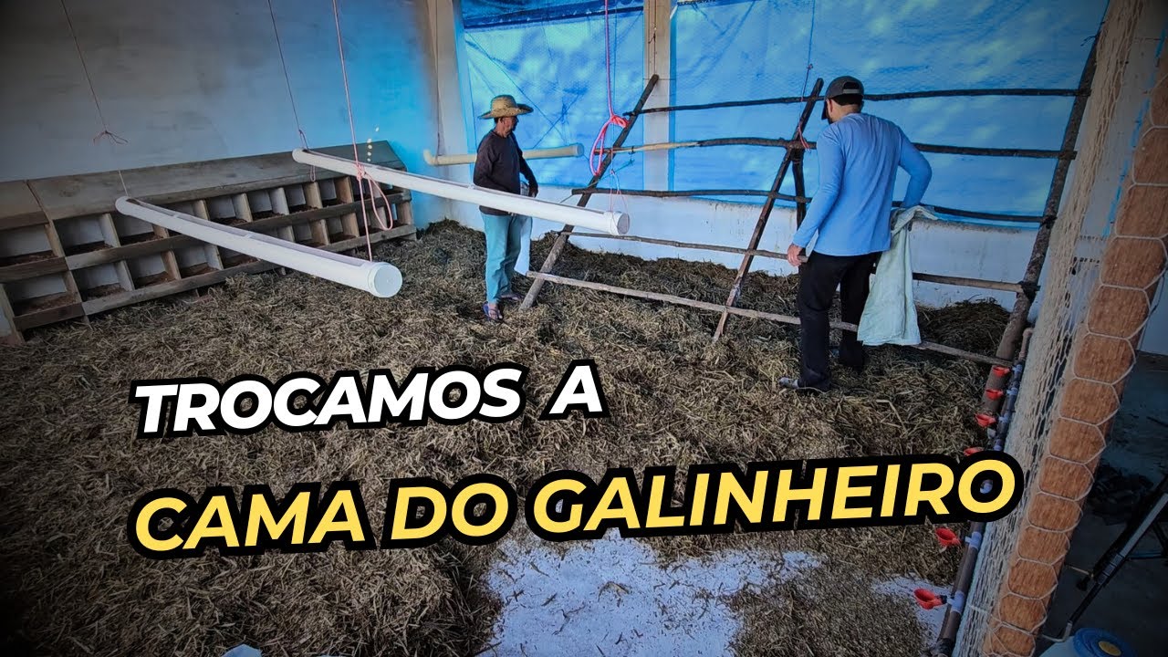 CAMA DO GALINHEIRO : COMO E QUANDO FAZEMOS A TROCA