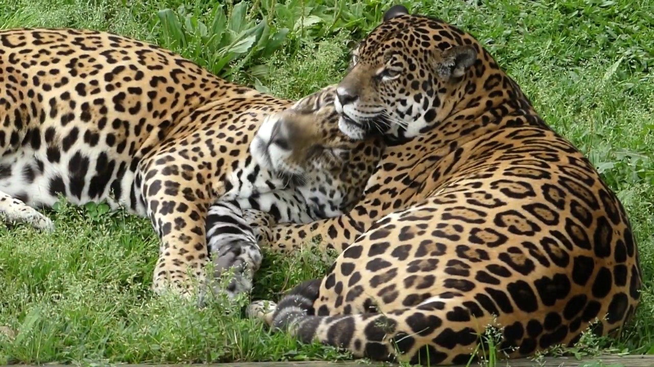 animal selvagem ONÇA PINTADA CASAL fauna brasileira pantanal amazônia jaguar brazilian brazil