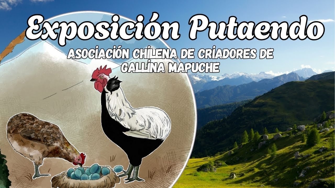 Exposición Avícola - Asociación Chilena de Gallina Mapuche ACHGAMA - Putaendo 2025