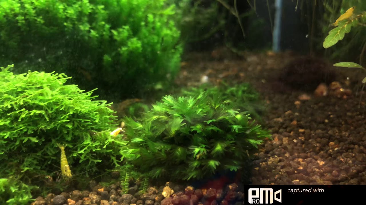 fissidens miroshaki moss