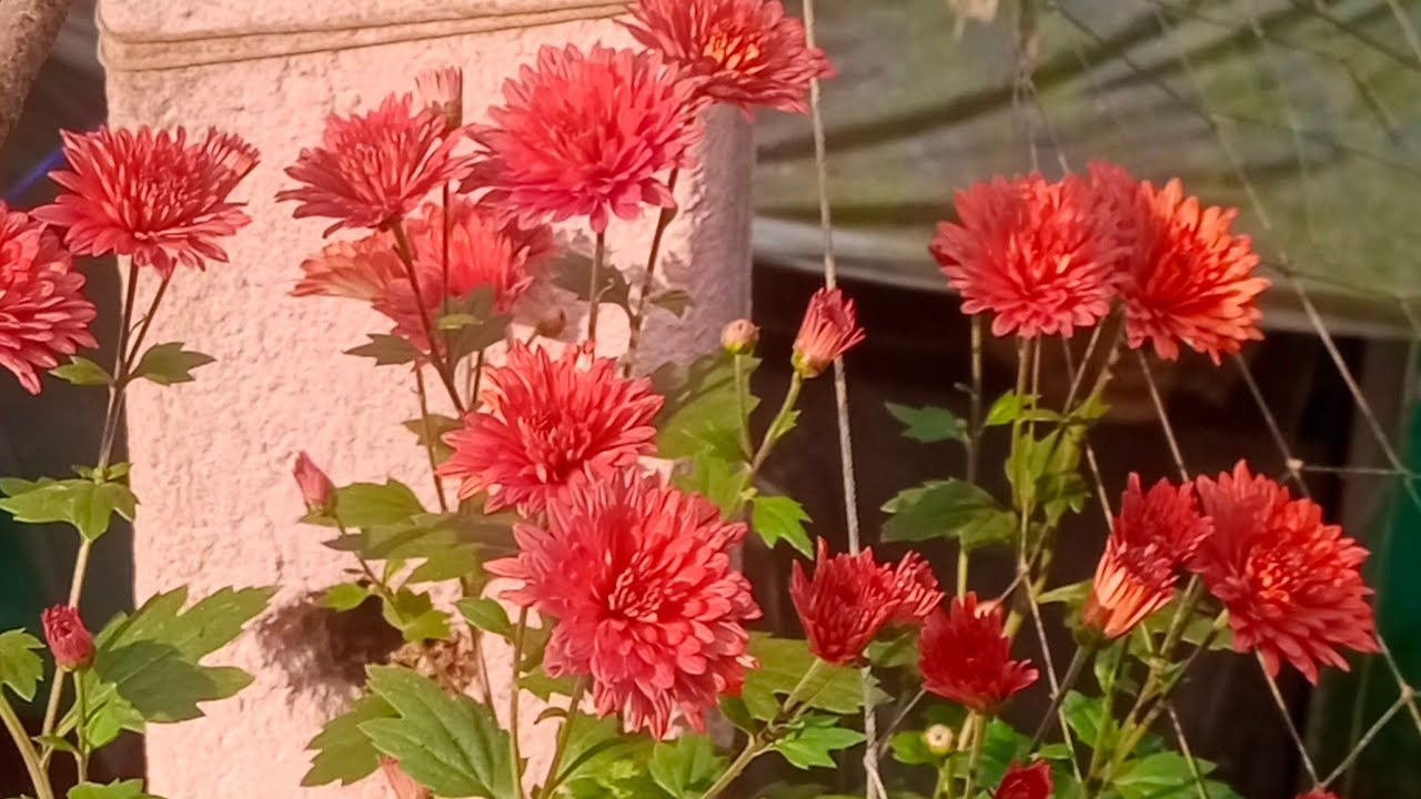 R B kitchen vlog  লাইভ কেটে গেছিল আবার চালু করলাম সবাই চলে এসো#live#love