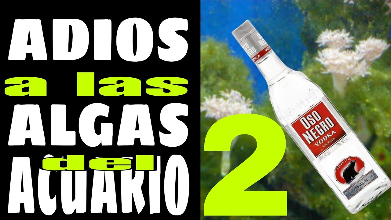 ADIOS A LAS ALGAS DEL ACUARIO MARINO. PARTE 2