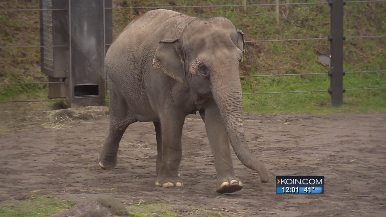 Oregon Zoo’s famous elephant Packy dies at 54