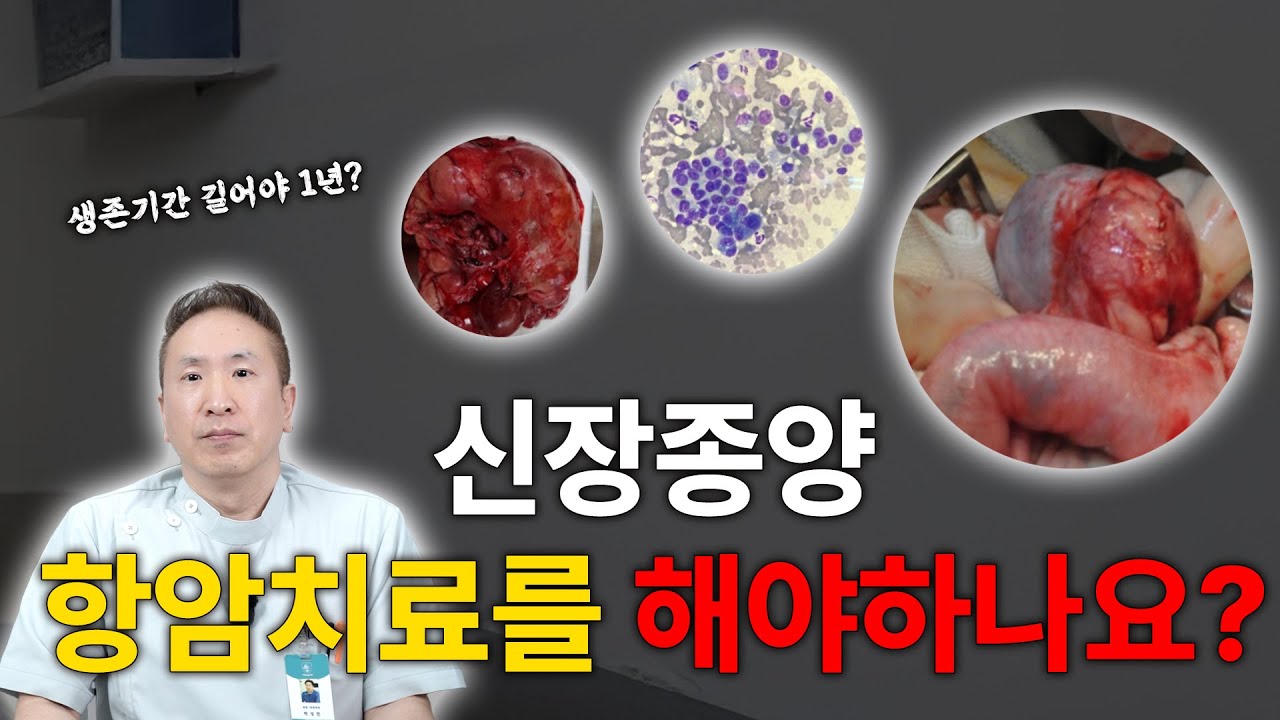반려동물 신장종양 🐾 항암치료를 해야하나요 ! ! !