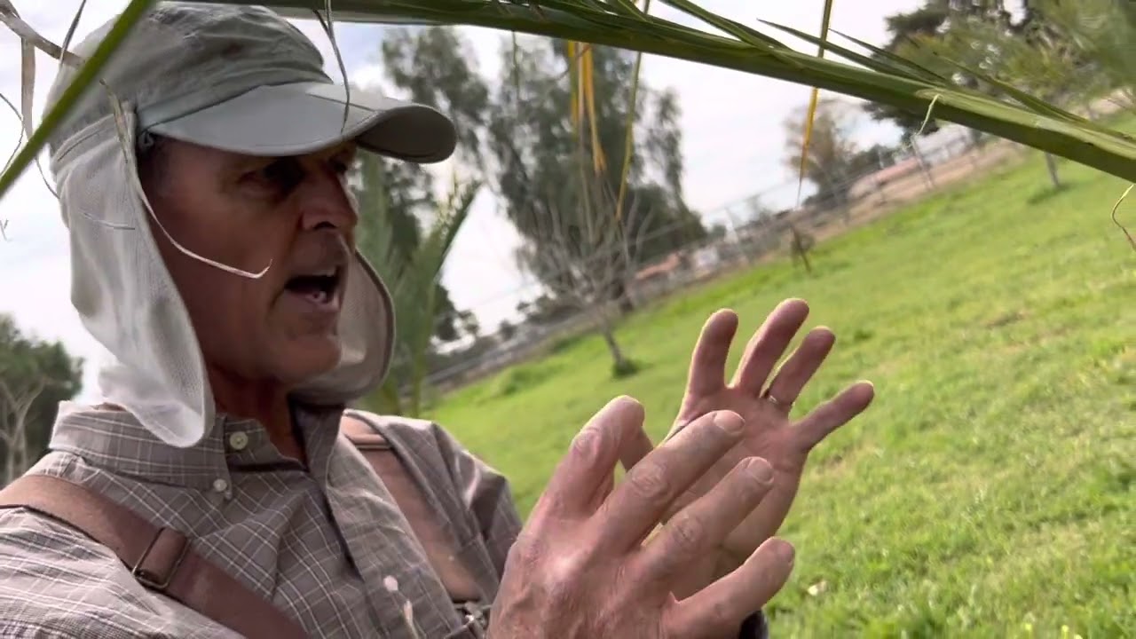 How to pollinate a date palm￼ tree - with our Neighboor Date Palm Expert - Scott F.
