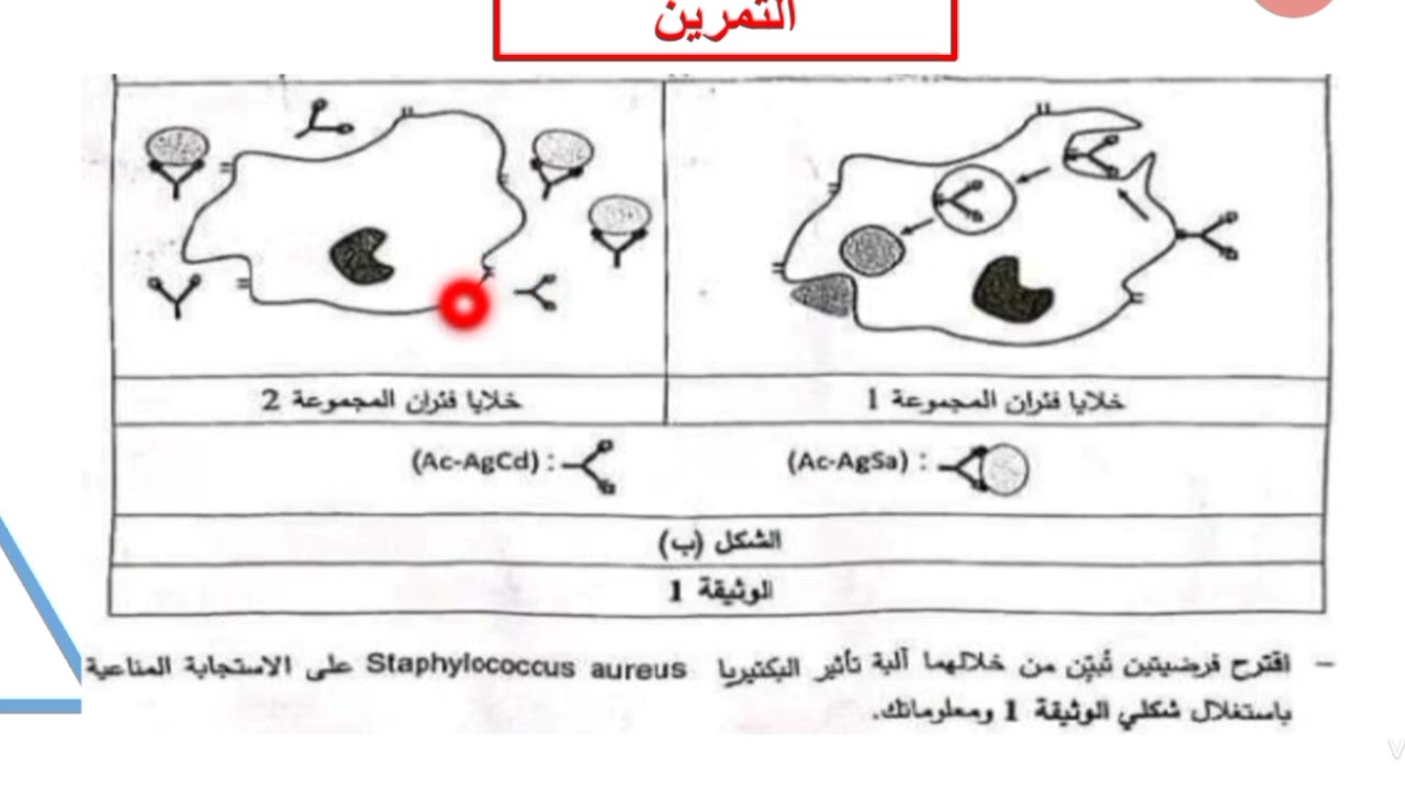 تمرين 2 حول الاستجابة المناعية بكالوريا