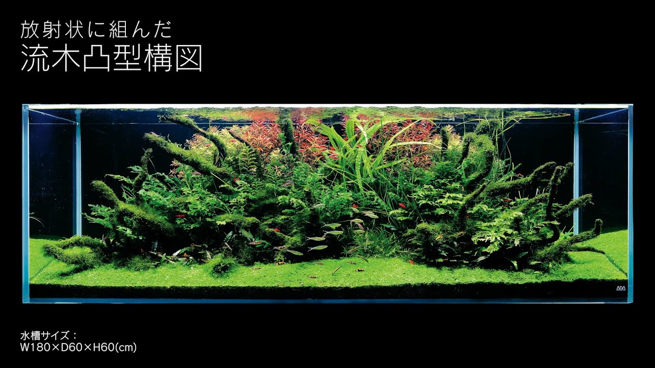 [ADAview] 180cm水槽レイアウト 流木凸型構図編