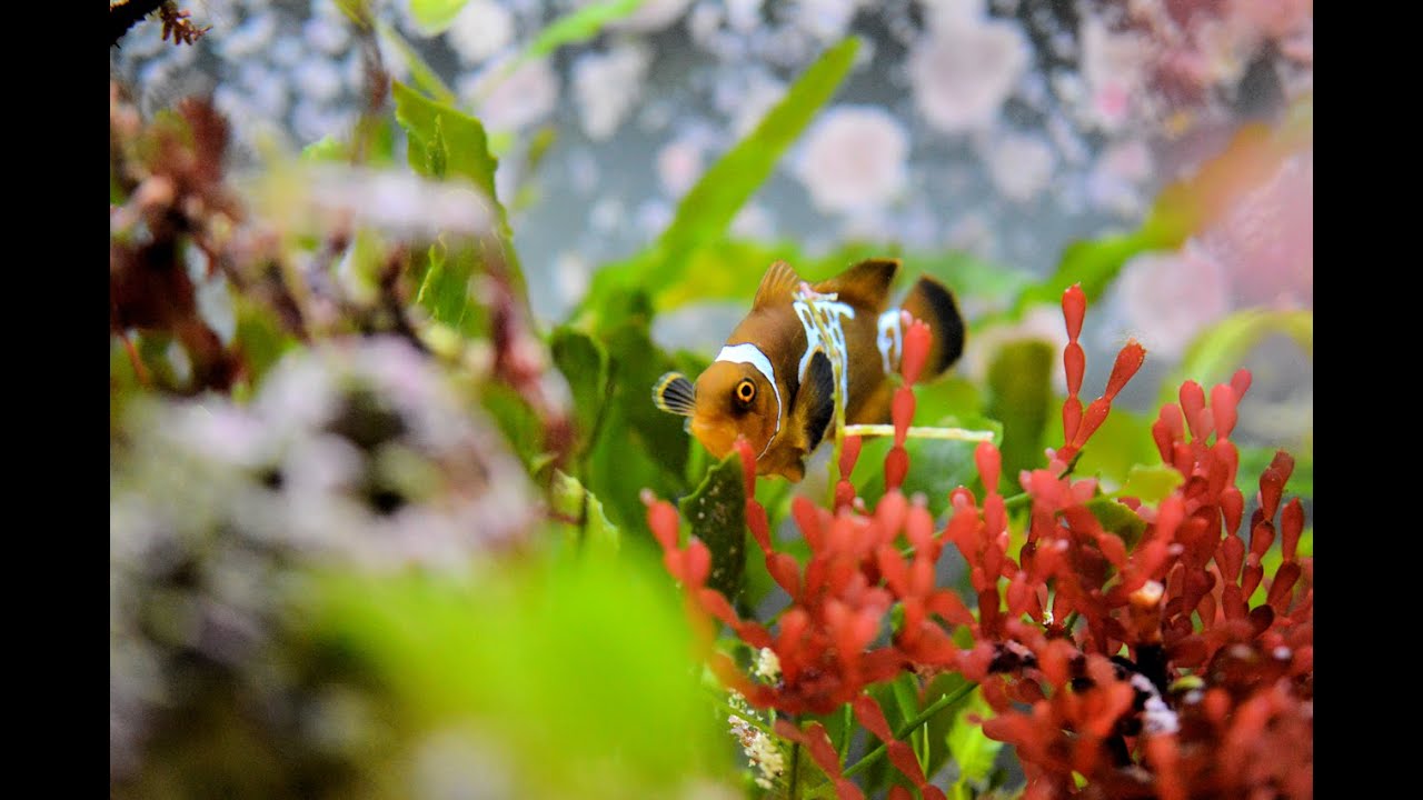 How to Keep a Planted Reef Tank 101 | Part 1 Introduction 4K