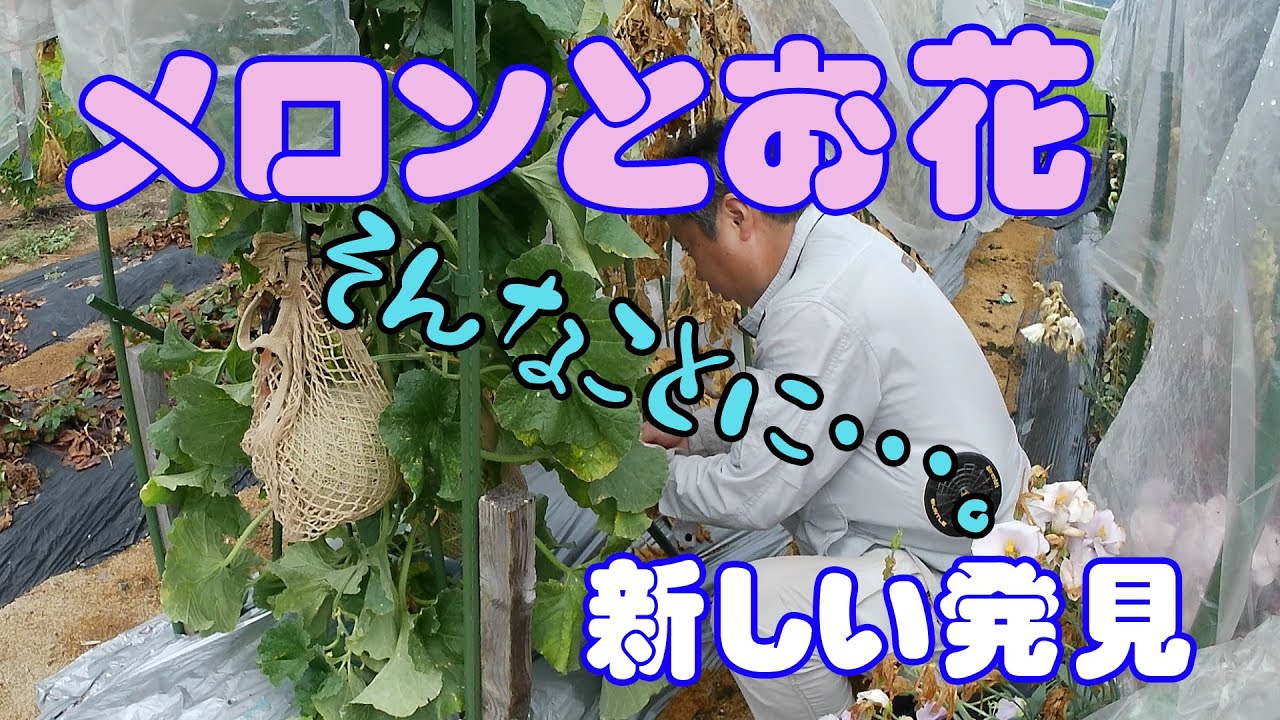 メロンとお花 2025