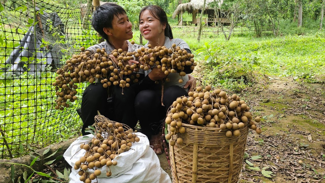 Harvesting longan, Whitewashing pig pens to prevent disease | Linh's Life