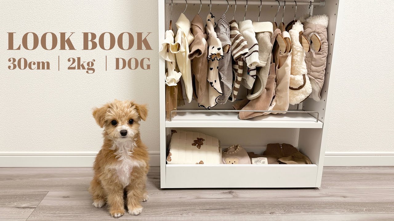 【LOOK BOOK】30cm/2kg/DOG｜犬服10LOOK🐶📚