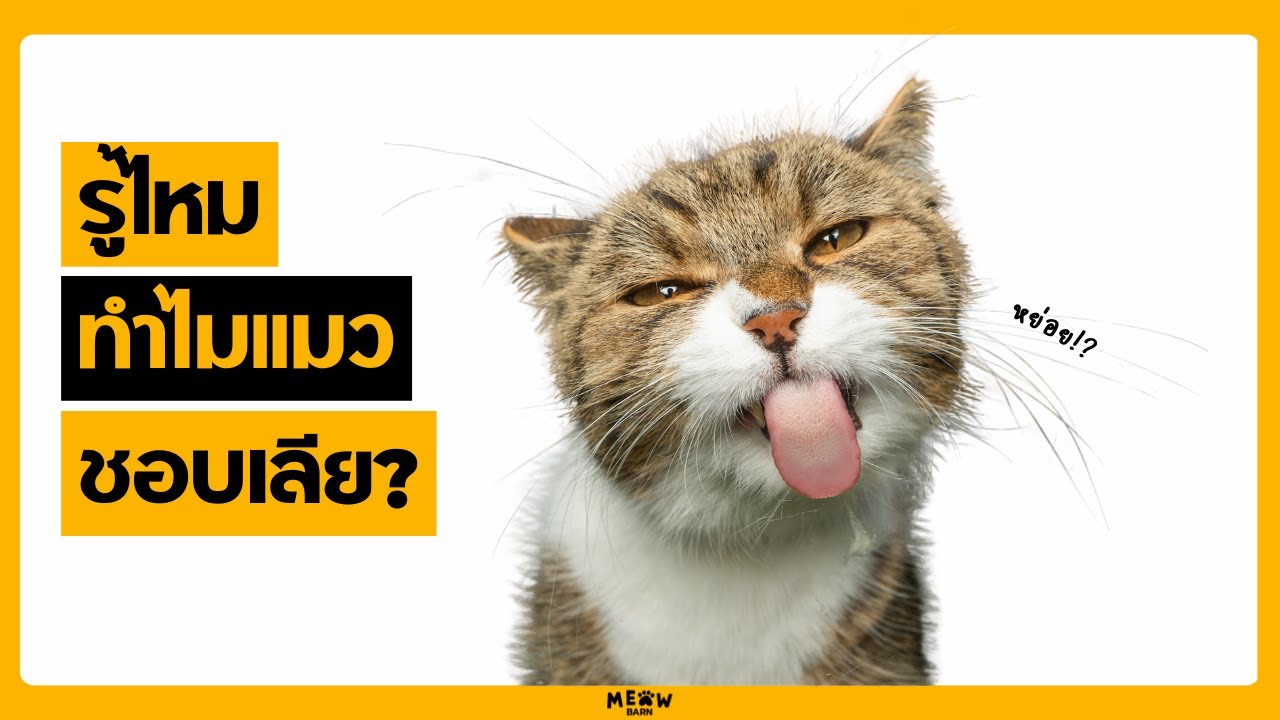 รู้ไหมทำไมแมวถึงเลียให้กัน?