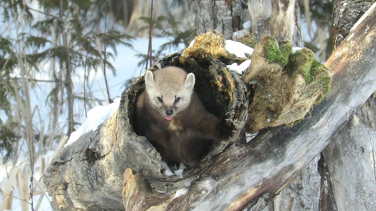 American Pine Marten