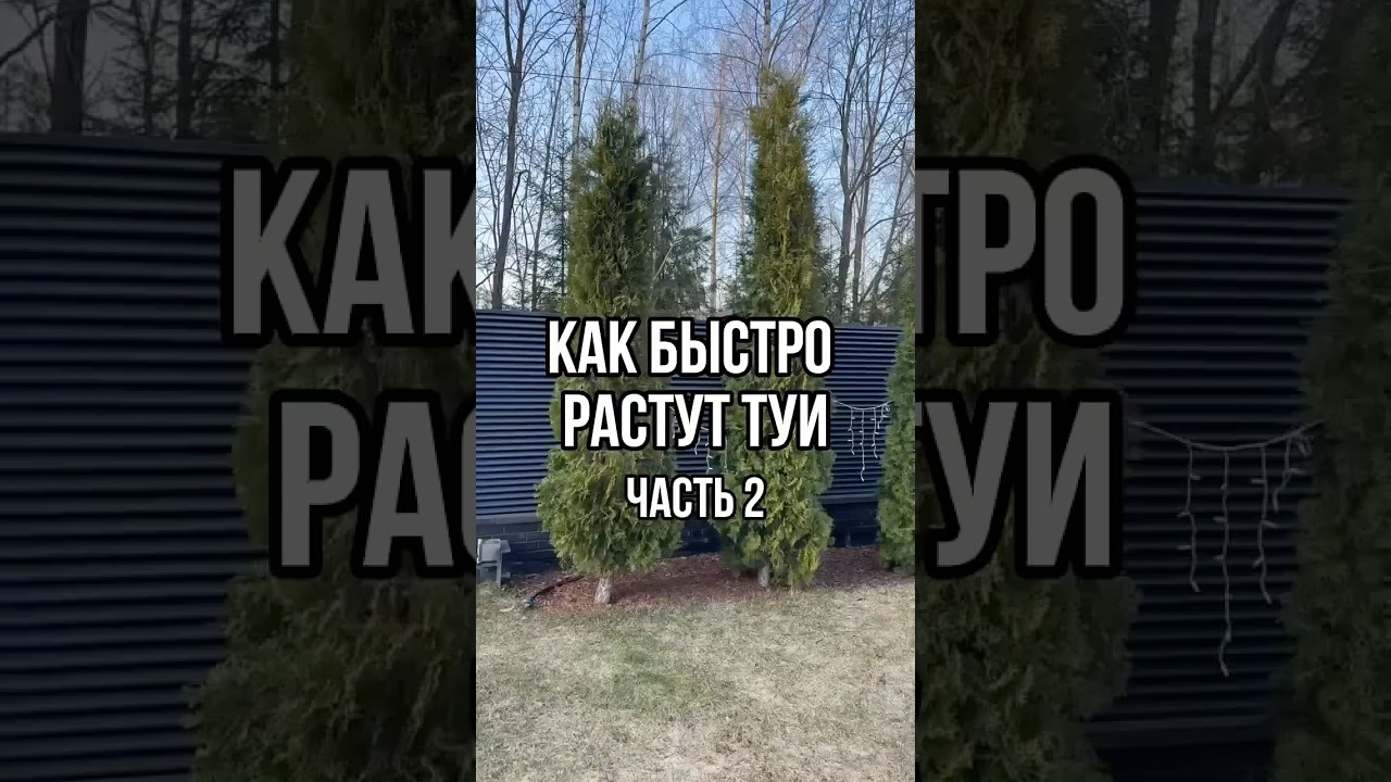 Как быстро растут туи. Часть 2. Сорт туй: колумна и смарагд. Регион: Санкт-Петербург