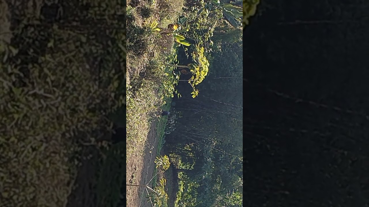 Pangin orange garden 