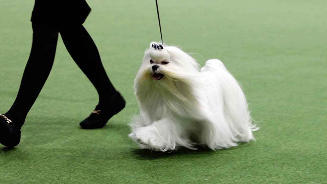 왈츠 & 조이피아 2021 FCI International Dog Show