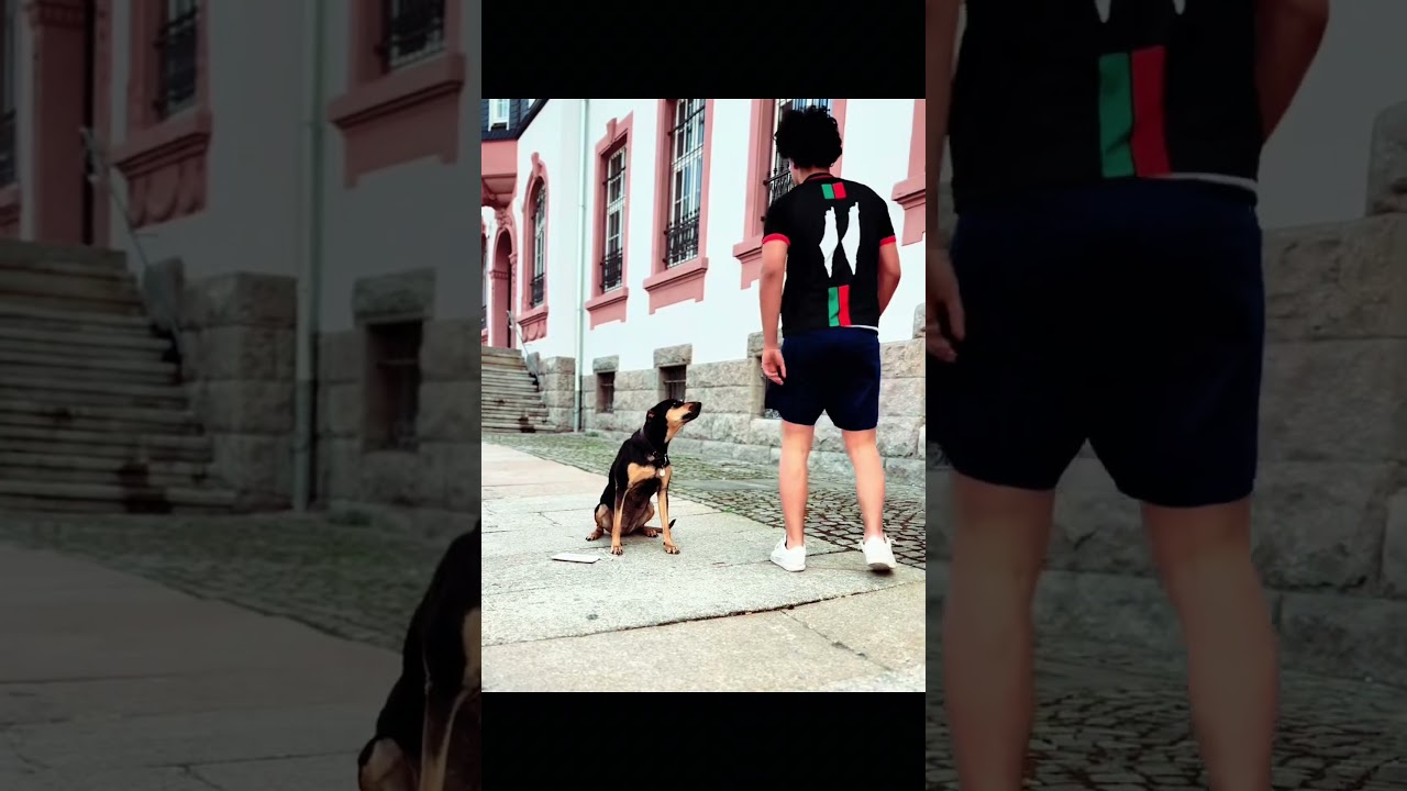 Die Treue eines Hundes ist grenzenlos  : #shorts #short #afif&sanaz