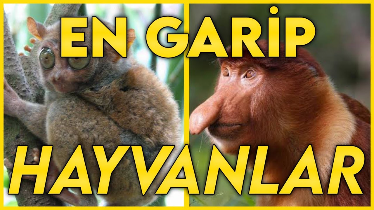 Daha &Ouml;nce G&ouml;rmediğiniz D&uuml;nyadaki En Garip Hayvanlar