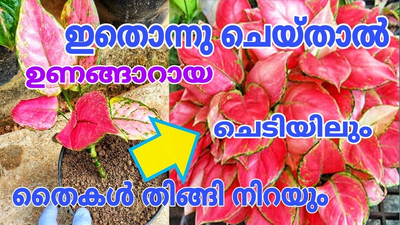 ഇങ്ങനെ ഒരു എളുപ്പവഴി അറിയാതെ പോകരുതേ Aglaonema Plant Care Tips