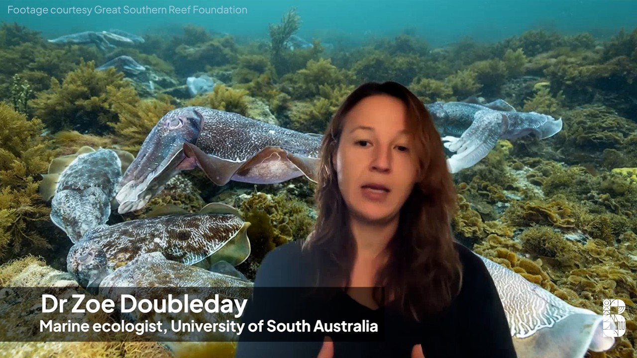 Dr Zoe Doubleday on South Australia's amazing giant cuttlefish as the harmful algal bloom approaches
