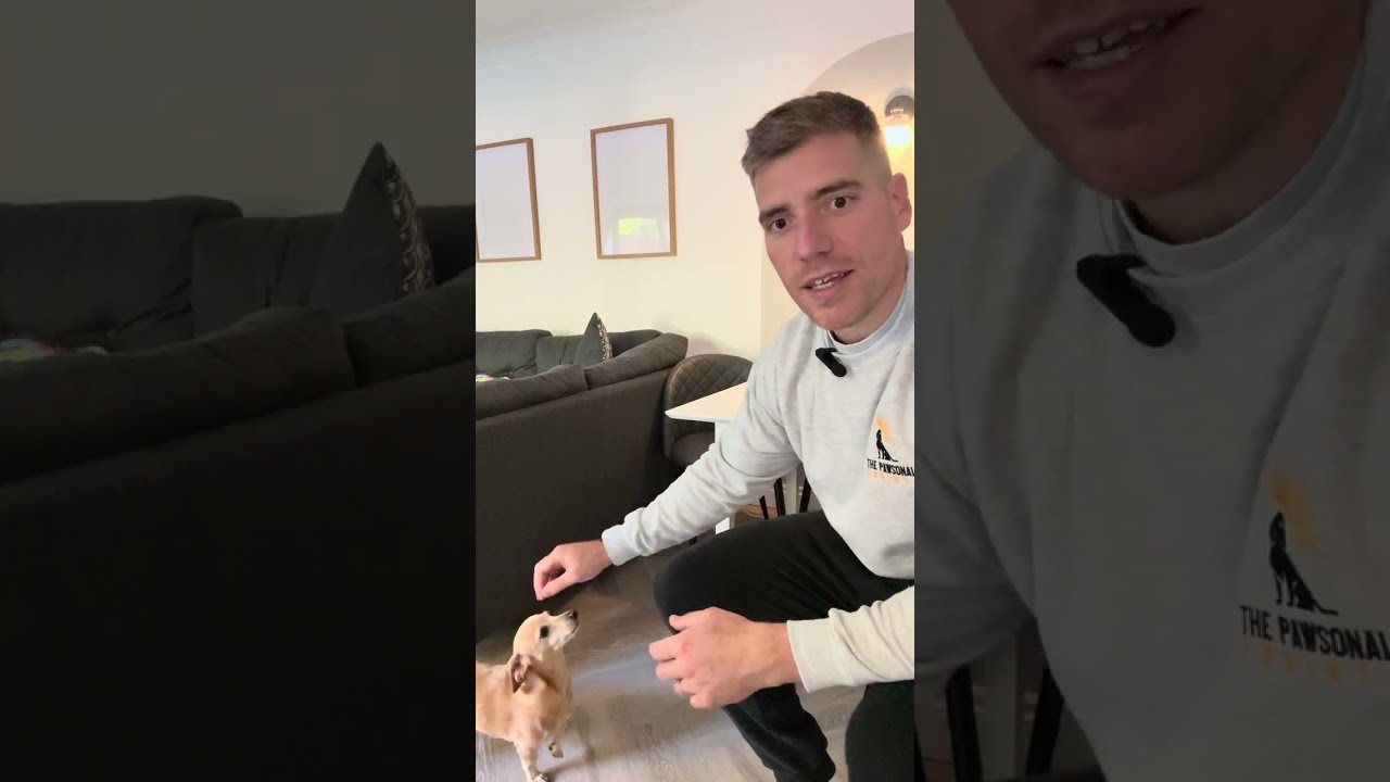 Beginner Scent work for Dogs