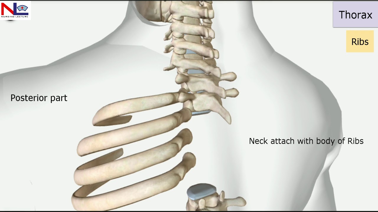 Thorax in Hindi | The Skeletal System | Nursing Lecture