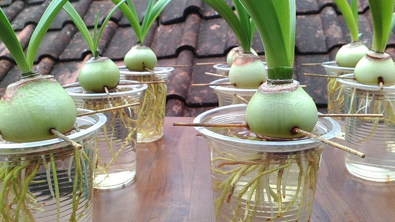 Grow Amaryllis in Water with Plastic Cups