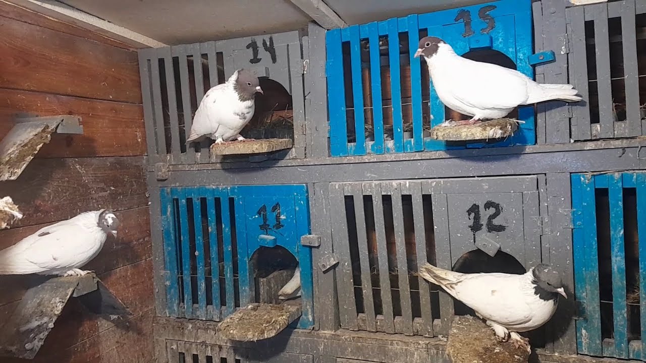 Иранские бойные голуби//Головатые//Обзор голубятни//20 апреля 2025 год