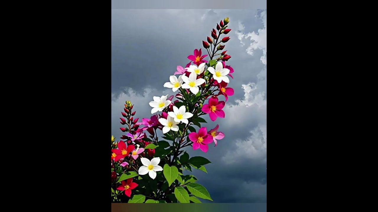 Beautiful Flowers 💐🌼