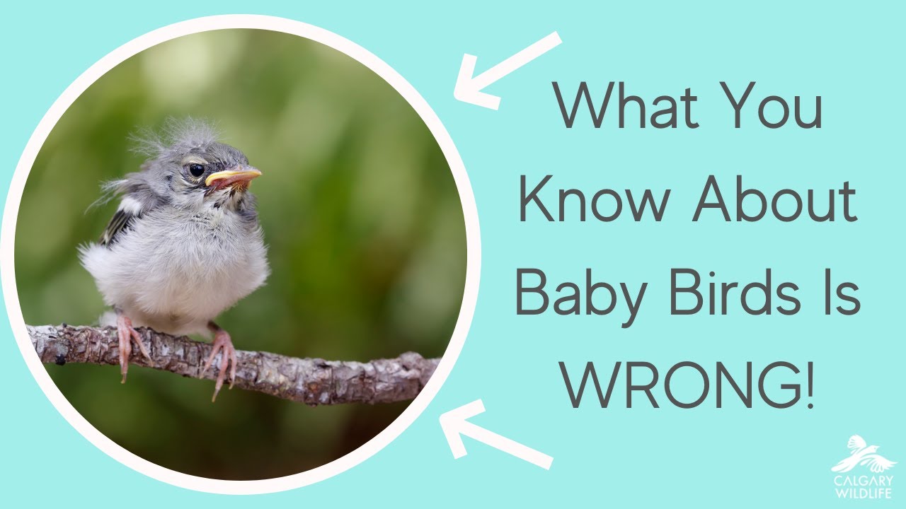 How To Help Baby Birds