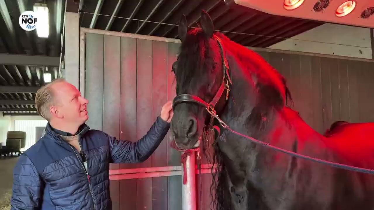 Hengstenhouderij fam. Bosma blij met keuringsresultaat: ”Wy binne tige grutsk”