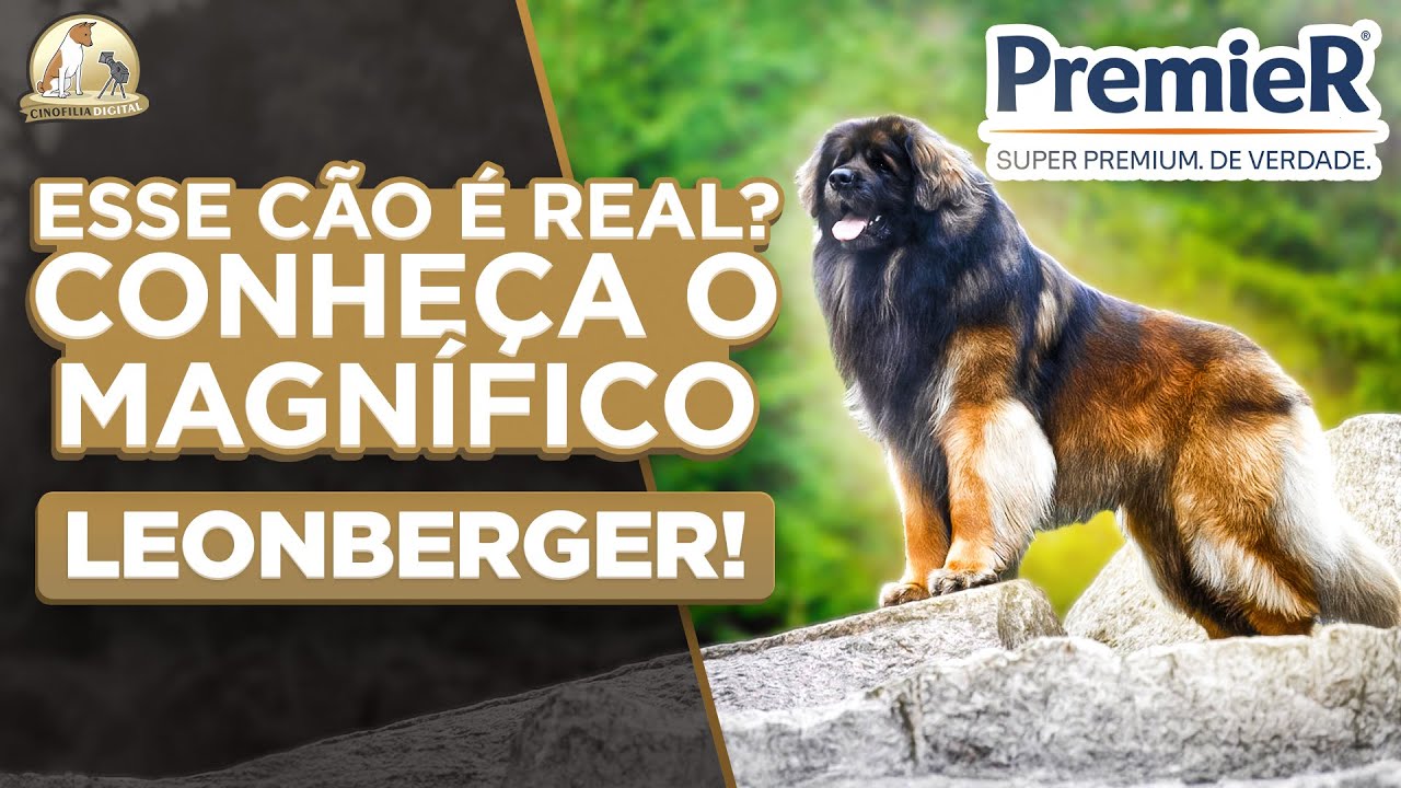 Leonberger | O Cão Gigante Que Parece um Leão | Cinofilia Digital