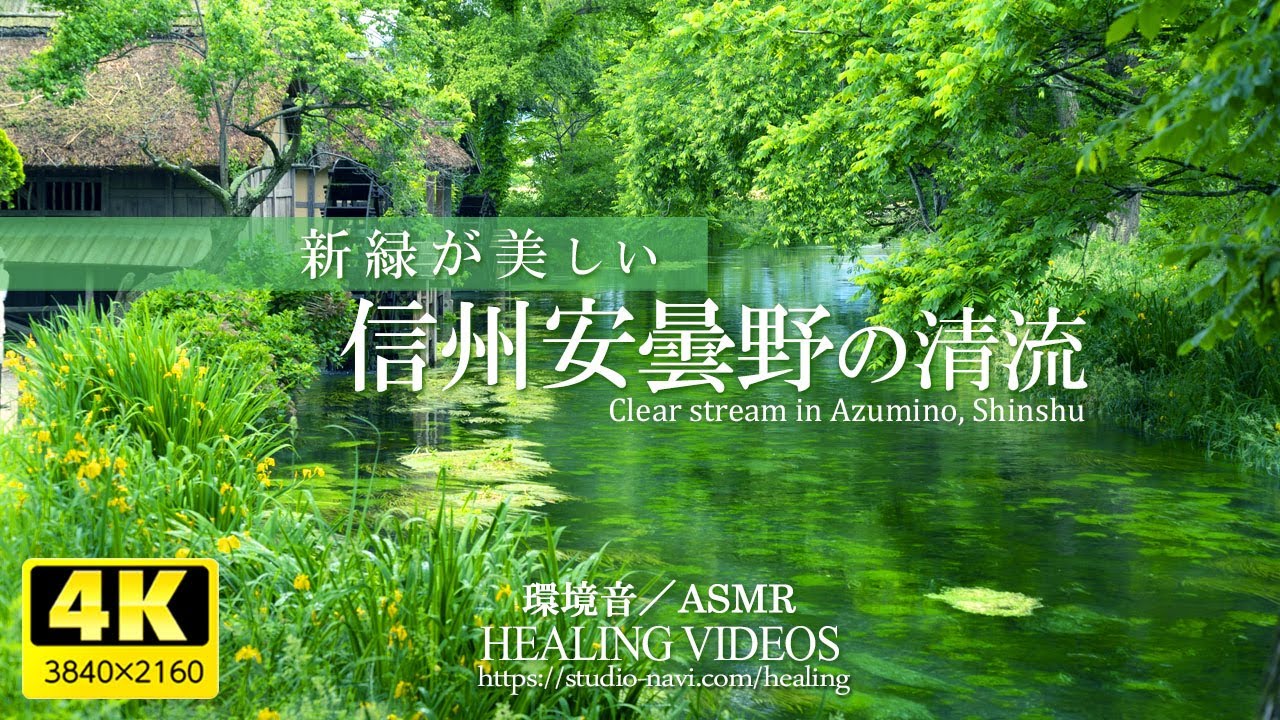 [Звуки окружающей среды / ASMR] Чистый поток свежей зелени Shinshu Azumino / 4 часа (исцеление)