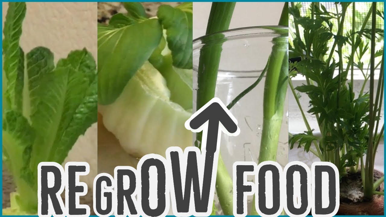 Regrow Vegetables from Scraps in Water | 4 Fool Proof Veggies & How We Eat Them | Frugal Living