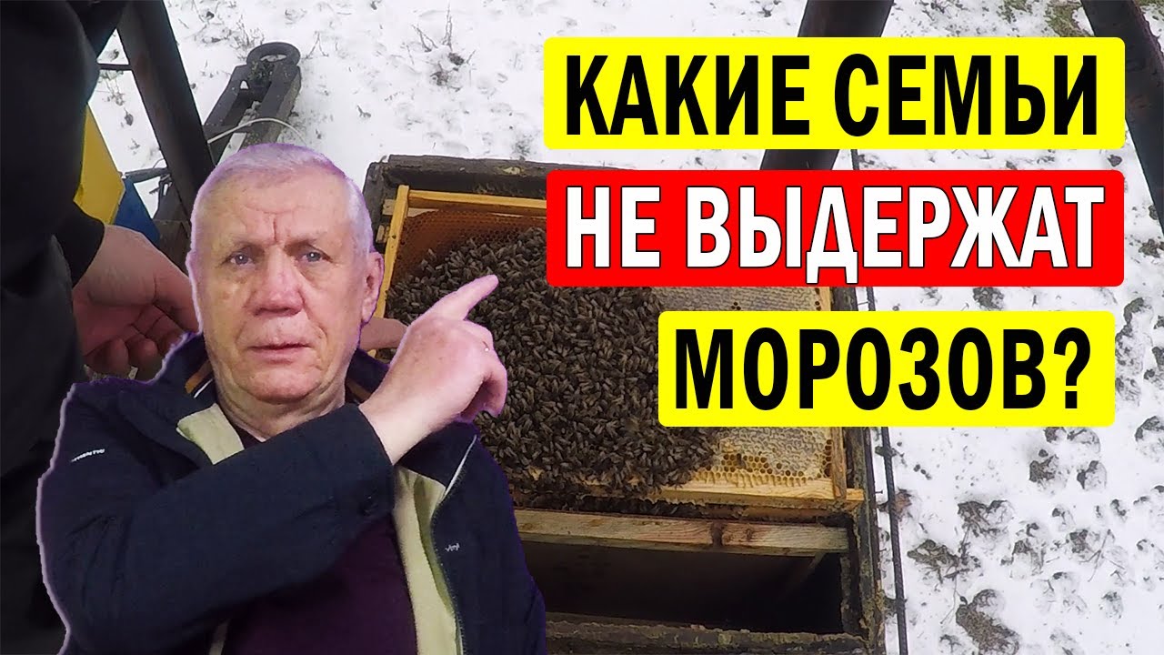 Как СПАСТИ ПЧЕЛ перед морозами? Аномальные зимы в пчеловодстве.