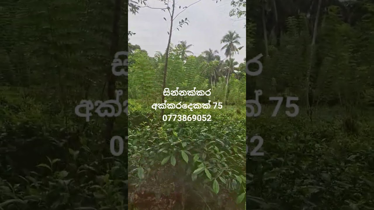 තේ අක්කර 2      ලක්ශ 75..0773869052