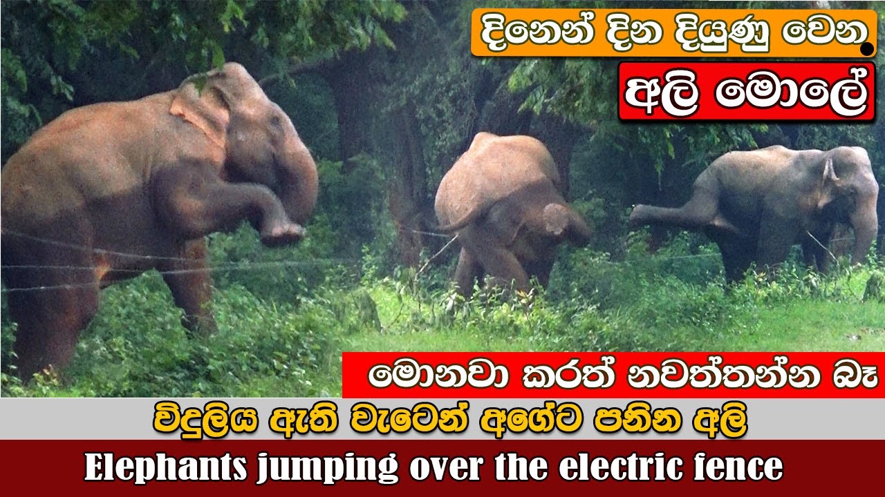 elephants jumping over the electric fence🤪😯 හරි අගේට  වැට පනින අලි මොලේ #elephant #electric