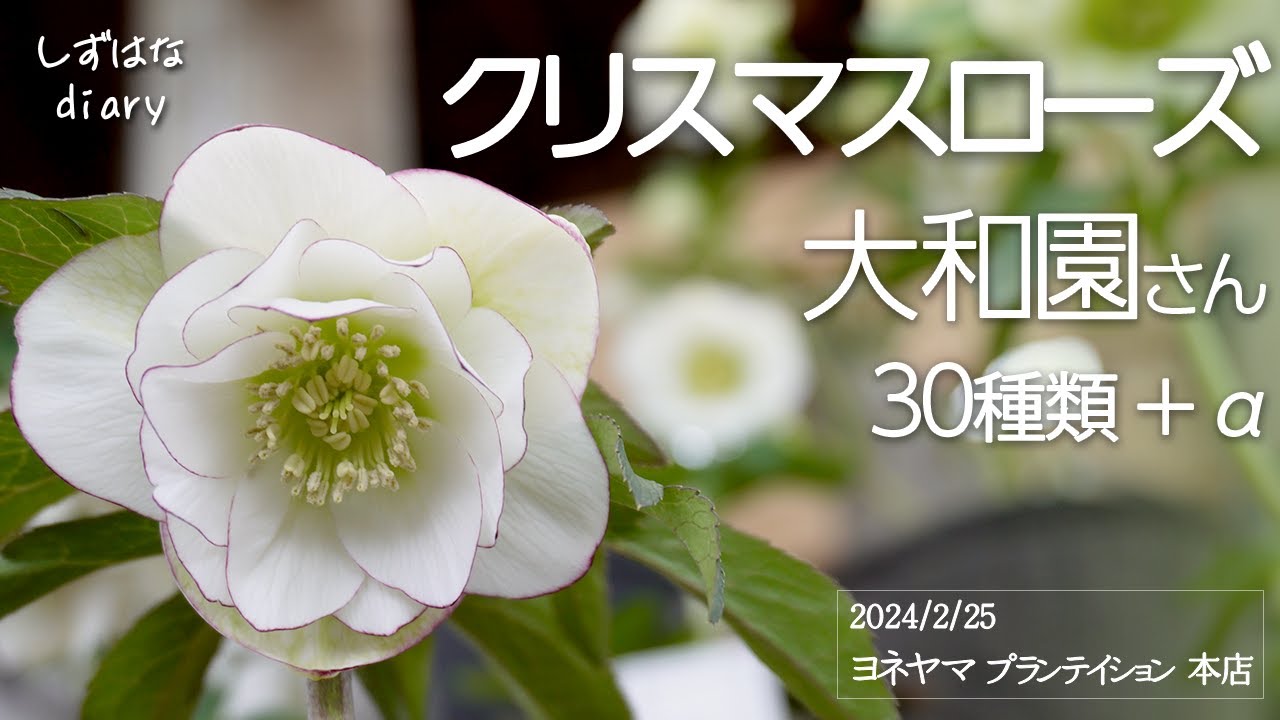 クリスマスローズ30種類＋α by 大和園 さんほか　＠ ヨネヤマプランテイション 本店（横浜）Rare Christmas Rose Varieties Revealed!