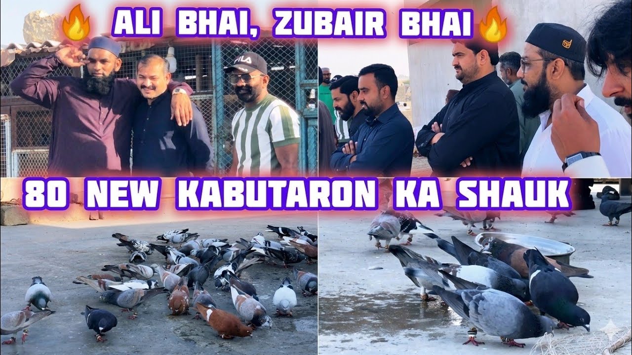 🔥 Ali bhai, Zubair bhai🔥| 80 new kabutaron ka shauk | desi pigeon | Ali bhai friends biryani wale
