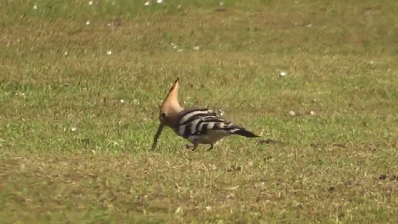 Hoopoes in West Cornwall