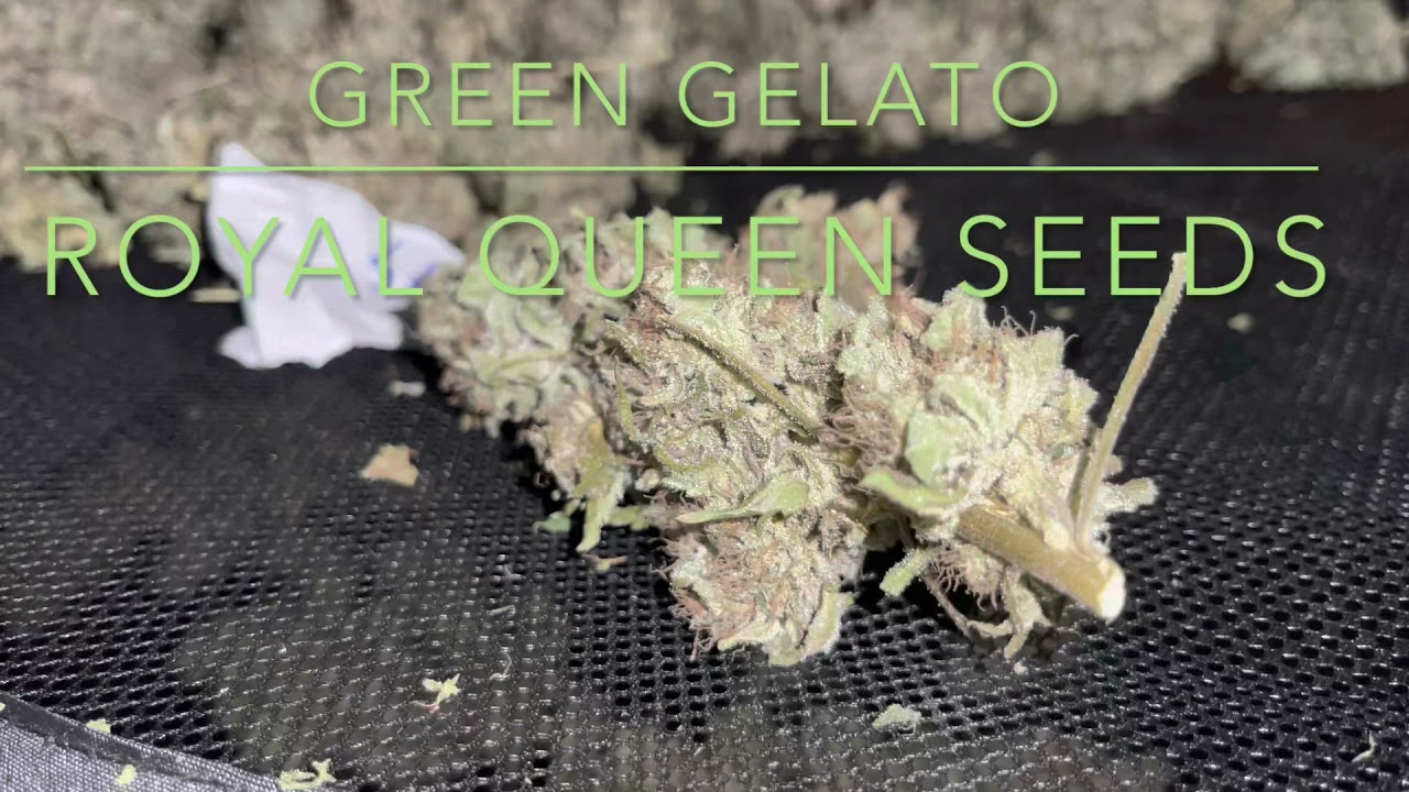 Green Gelato Royal Queen Seeds