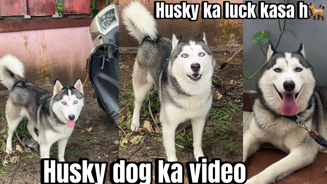 🐕Husky dog ka volg video 🐕