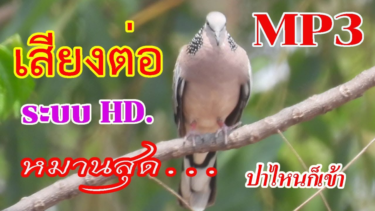 เสียงนกเขาใหญ่  เสียงต่อ Ep.9