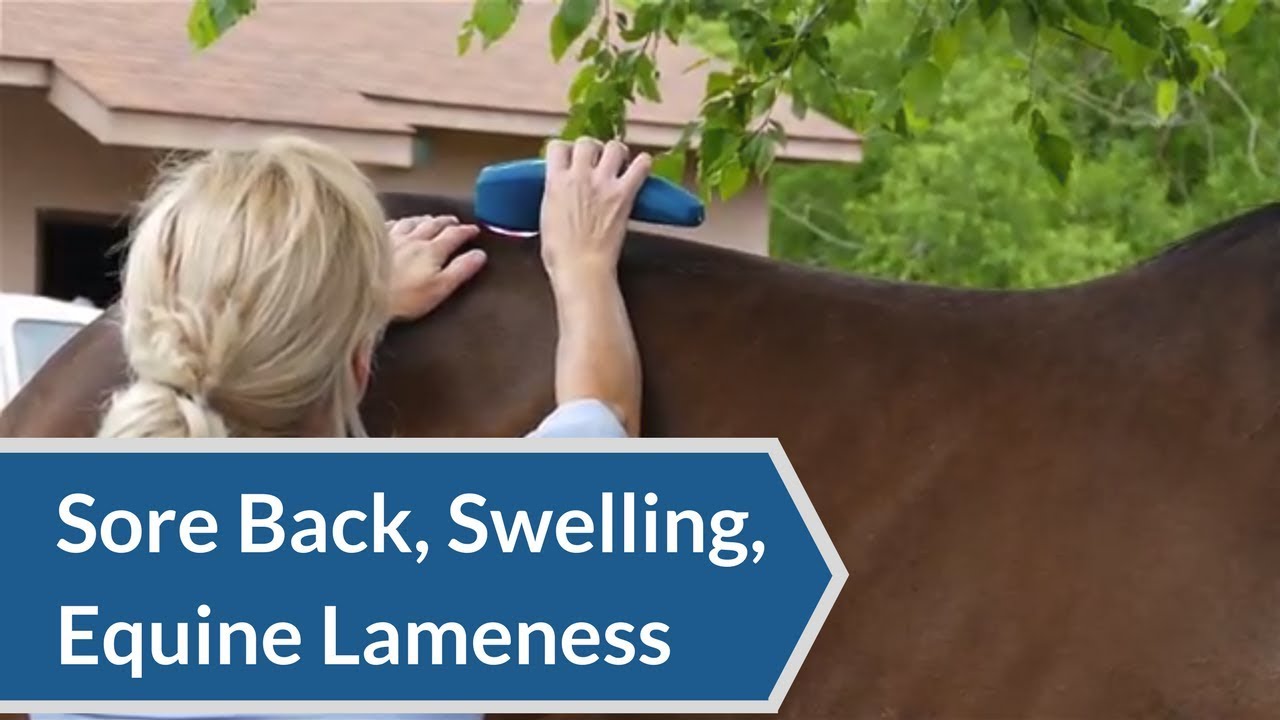 Equine Laser Therapy: Sore Back, Idiopathic Swelling and Lameness in Racehorse | ACTIVet PRO