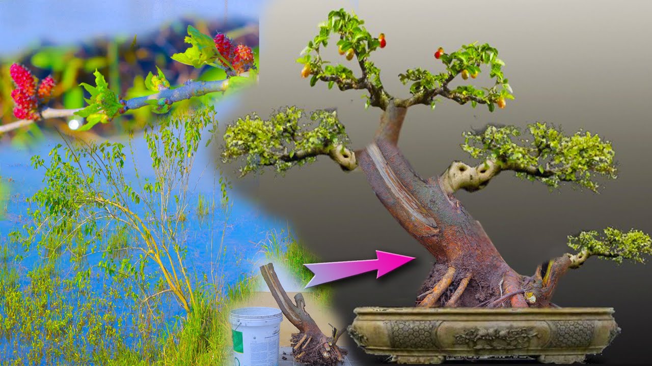 Phát Hiện Cây Dâu quả Đỏ sai chĩu cành dáng BonSai Quá Đẹp ngoài Ruộng Lúa