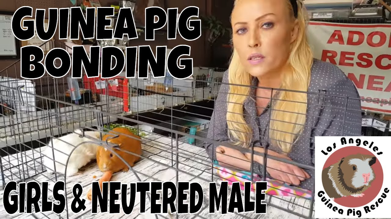 Girl Guinea Pigs and Neutered Male Bonding with Saskia