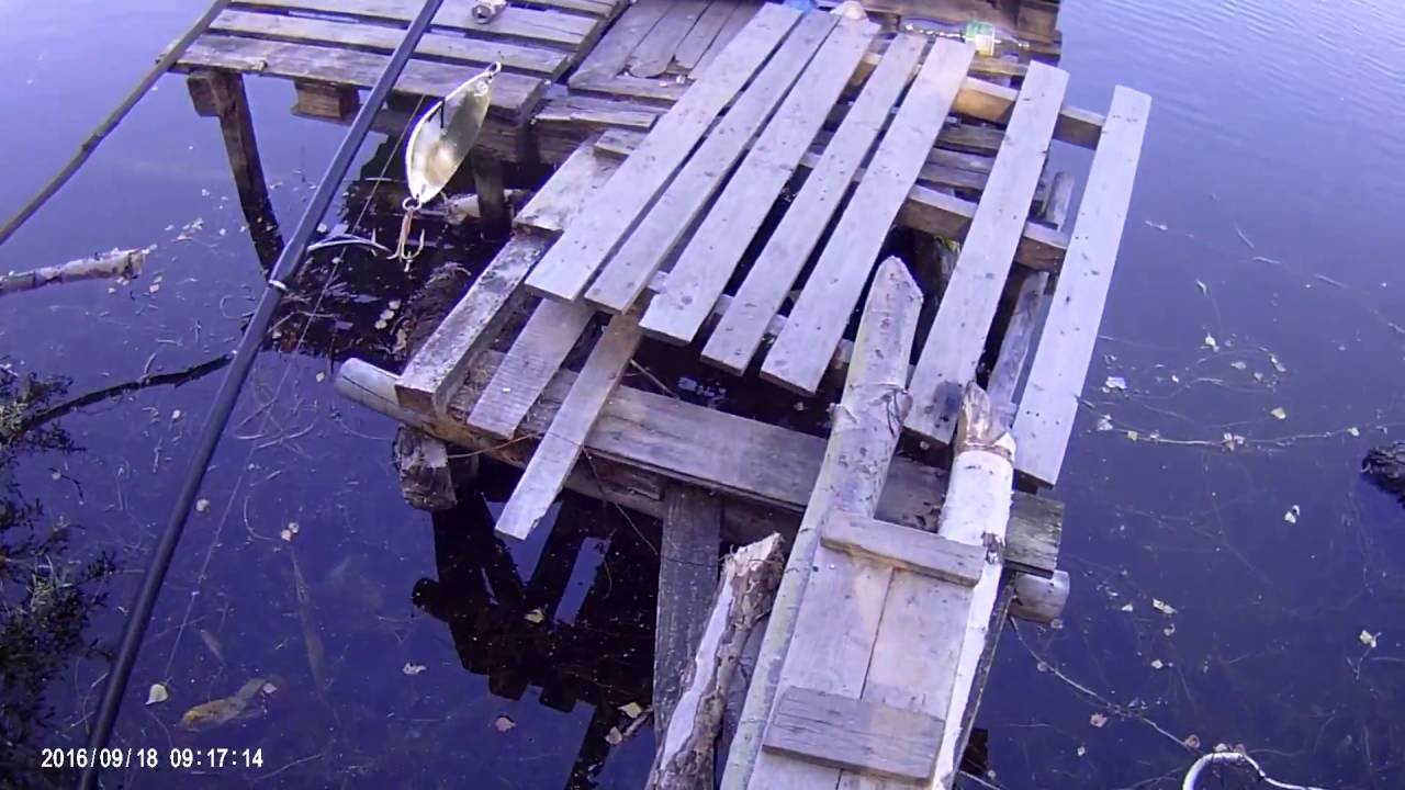18.09.2016 - Zielonka Glinianki - Sczupaczek na Algę 3 z pomostu home made :)
