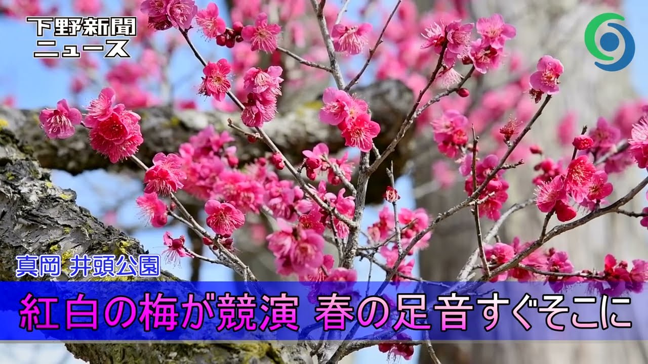 紅白の梅が競演 春の足音すぐそこに 真岡 井頭公園