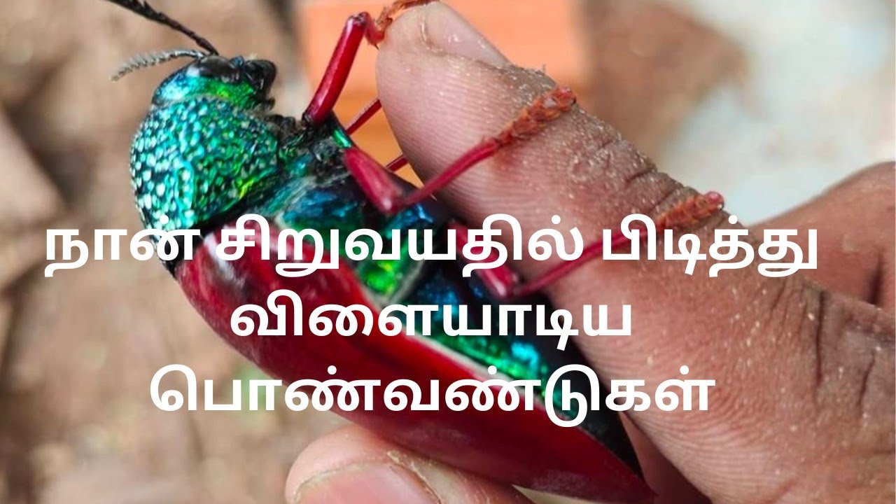 Jewel Beetle that I used to catch and play with when I was young